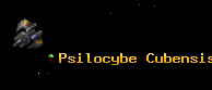 Psilocybe Cubensis