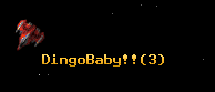 DingoBaby!!