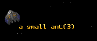 a small ant