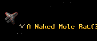 A Naked Mole Rat