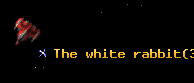 The white rabbit